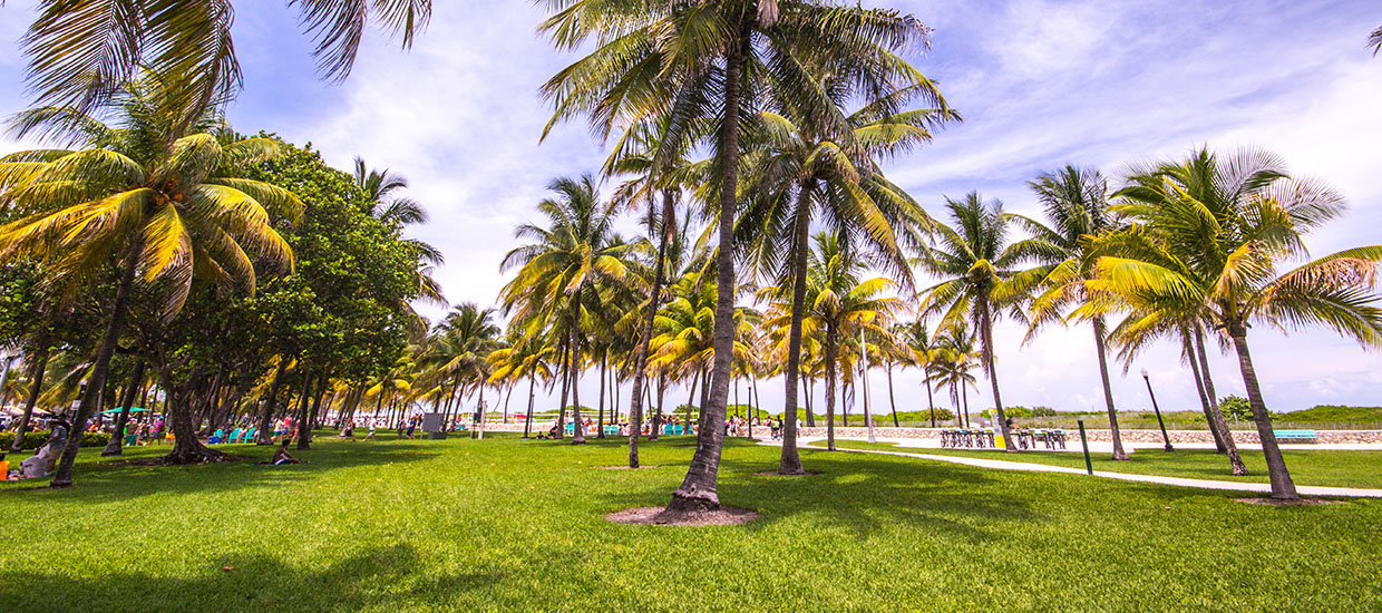 This is a stock photo. A photo from a park on Miami Beach, Florida.