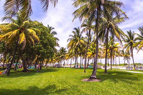 This is a stock photo. A photo from a park on Miami Beach, Florida.