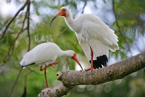 Two ibises perched in a tree on the University of Miami Coral Gables campus.